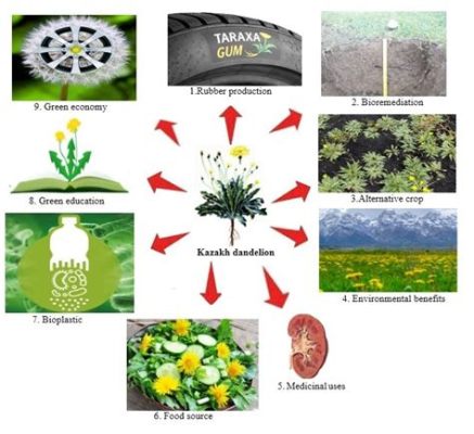  Datura: A Surprisingly Versatile Natural Product for Biofuel Production and Pharmaceutical Applications?